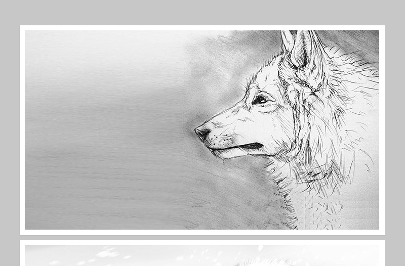 四张黑白素描绘制的狼PPT背景图片