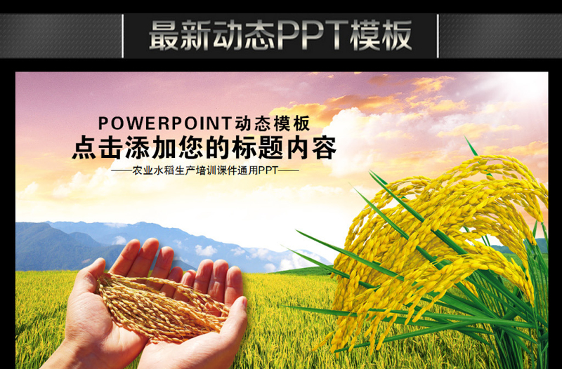 农业生产水稻播种新农村建设PPT