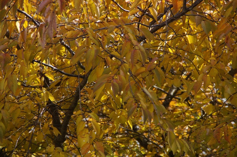 秋季 秋天的落叶 叶子 变色 背景 秋天的颜色 10 月 背景 花纹 工图网