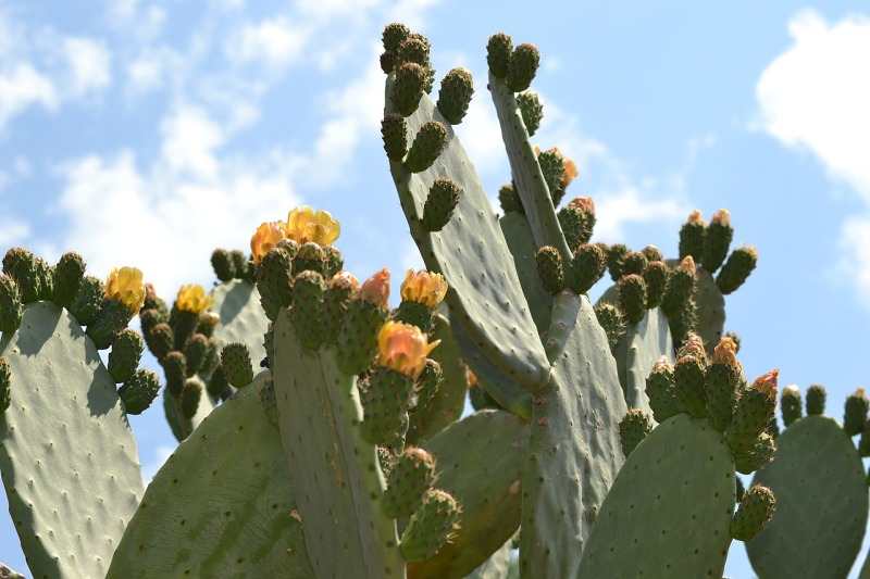 22+ Tunas De Nopal Pics