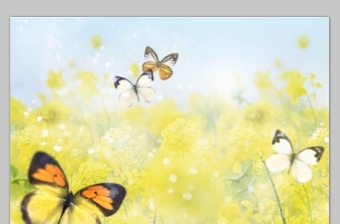 油菜花丛中飞舞的蝴蝶背景图片