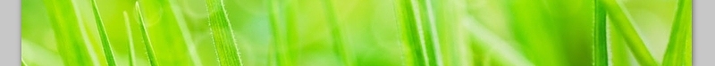 嫩叶气泡绿色清新背景图片