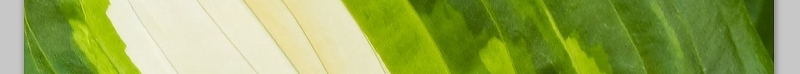 绿叶上晶莹剔透的露珠高清大图