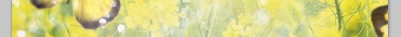 油菜花丛中飞舞的蝴蝶背景图片