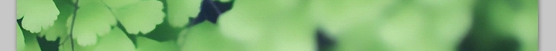 淡雅墨绿银杏树叶背景图片