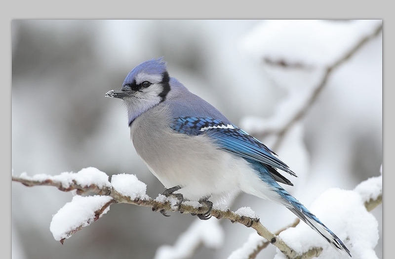 雪天里的鸟儿图片