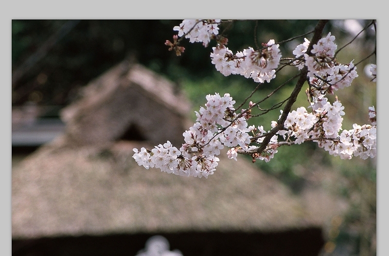 1600X1200像素高清樱花背景图片（2张）