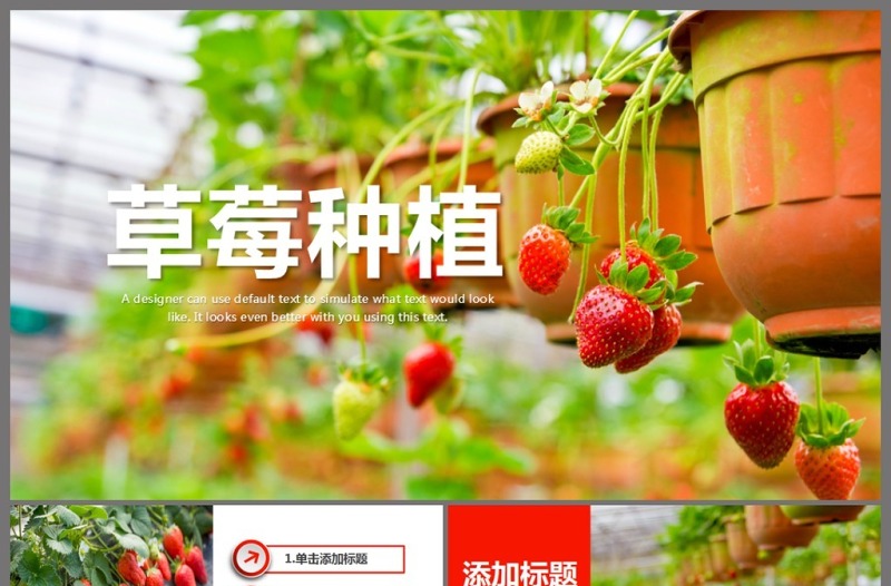 水果草莓园绿色水果农产品种植基地PPT模板