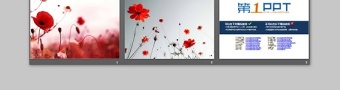 红色罂粟花PPT背景图片