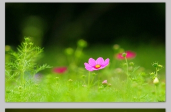 漂亮唯美小花朵特效高清背景图片