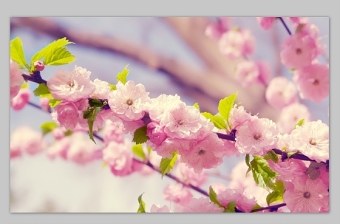 漂亮的樱花高清背景图片