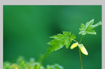 绿叶嫩芽背景图片