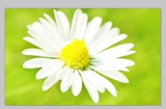 一朵花的高清写真大图ppt图片